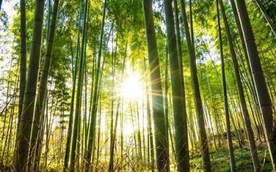 MAFRESA respeta el medio ambiente