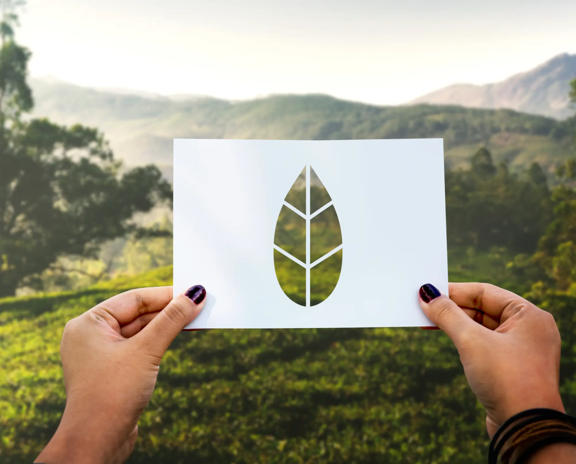 huella-de-carbono propiedades de la madera