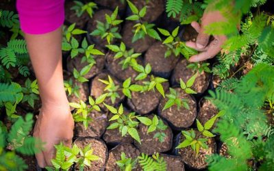 Madera ecológica, ¿qué es y por qué apostar por ella?